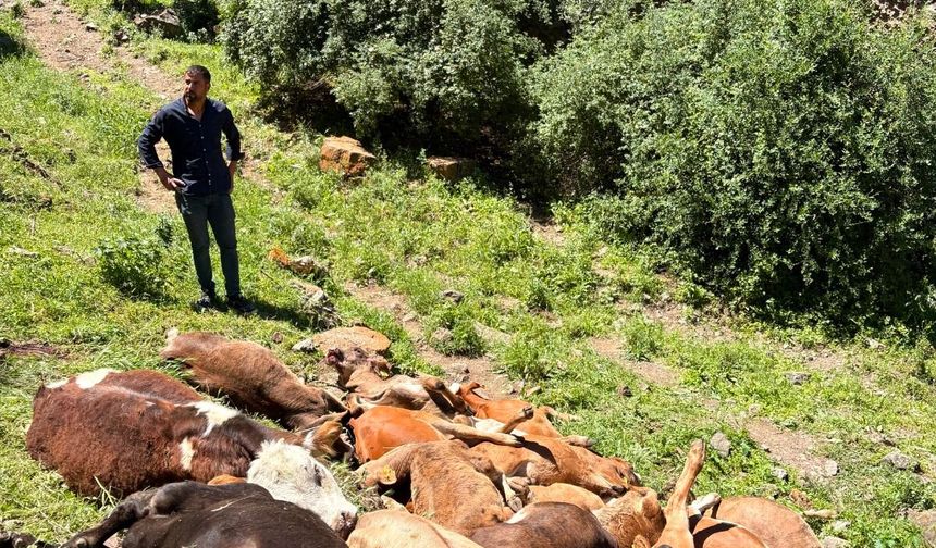 Erzurum'da kayalıklardan düşen 26 buzağı telef oldu