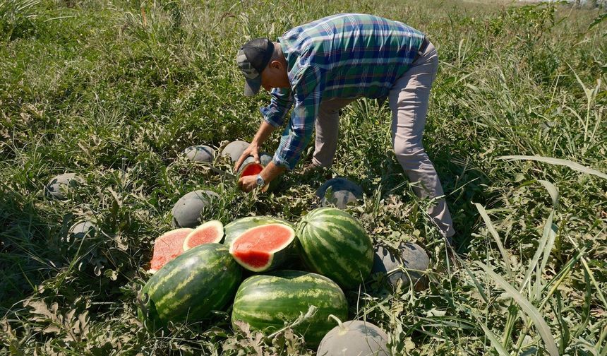 Bursa'da çiftçi 20 milyon lira zarar etti