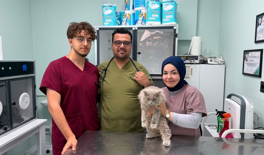 Bursa'da veterinerde deprem etkisi yapan kedi Türkiye'nin gündeminde