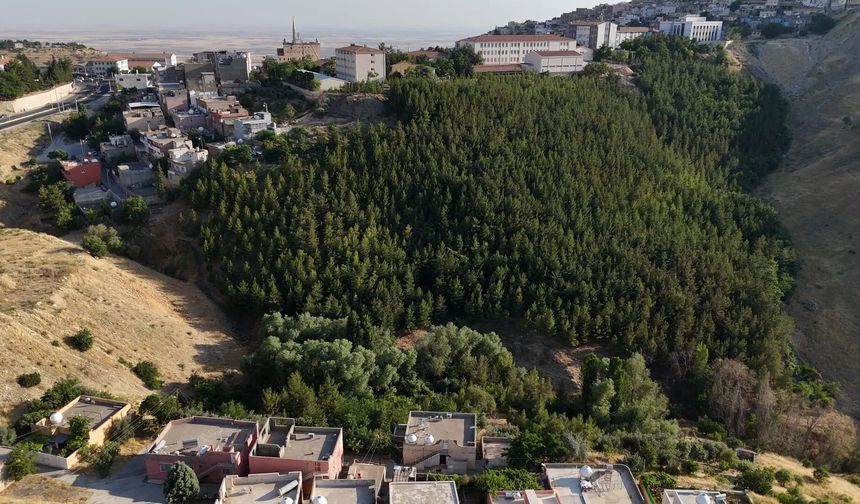 Mardin'de 25 bin ağaç dikerek, kurak araziyi oksijen sahası yaptı