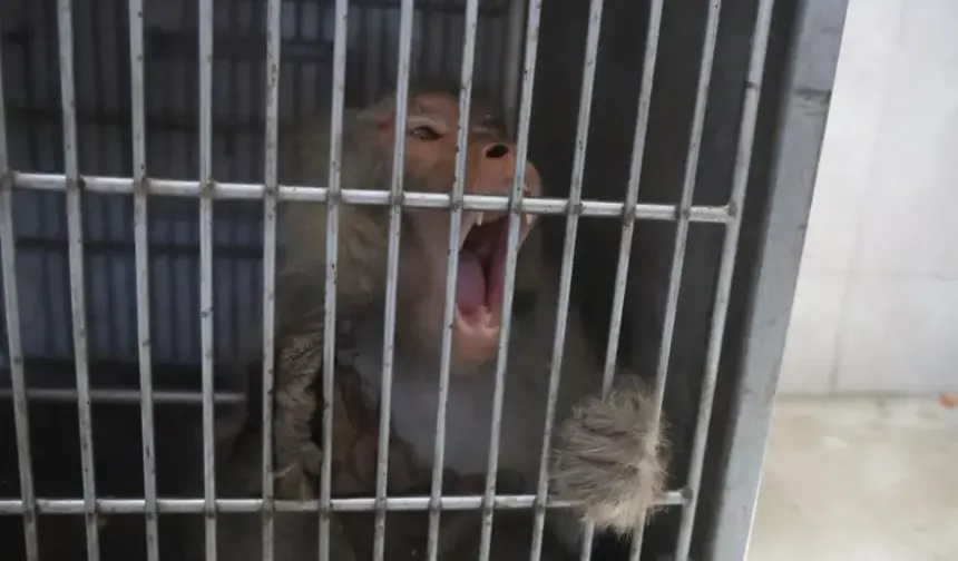 Firari maymun konteyner kentte ortalığı birbirine kattı