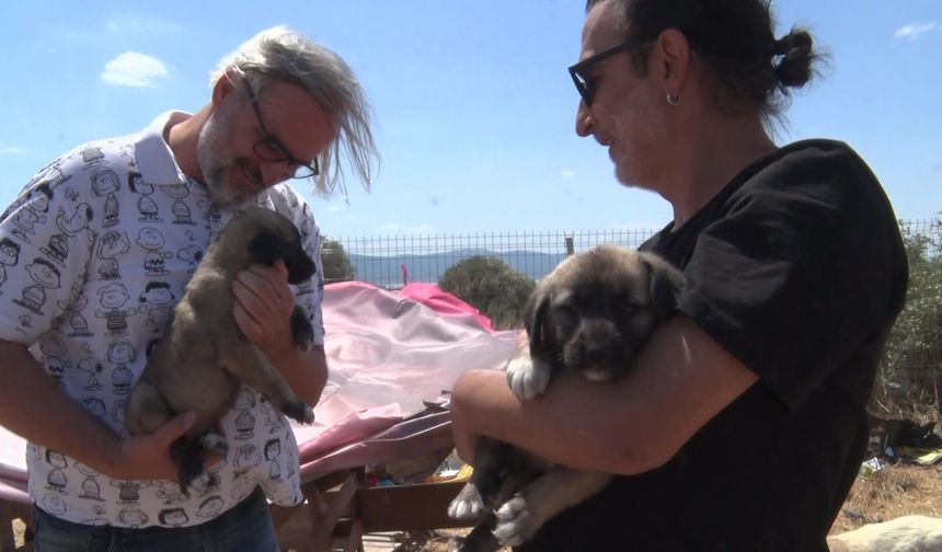 Birkaç köpekle başladı, 1.200 cana yuva oldu