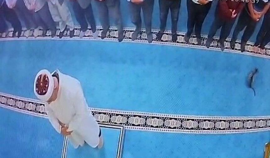 Camide kediyi tekmeleyen şahsa sosyal medyada tepki yağdı