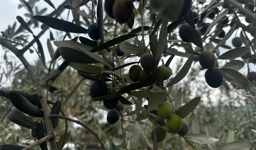 Bursa'da zeytin hasadı başladı