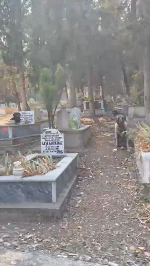 Hamitler Mezarlığında başıboş köpek sorunu