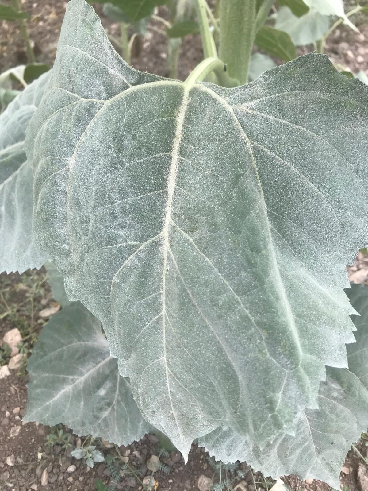 A W545546 04