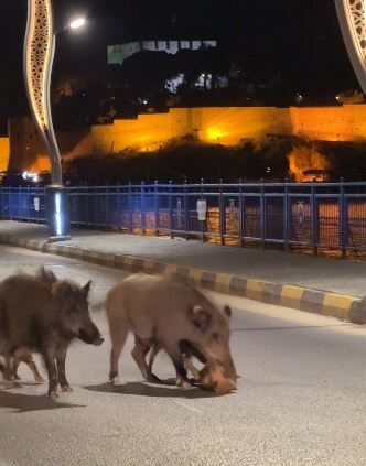Turizm kentlerinde 'domuz sorunu' büyüyor