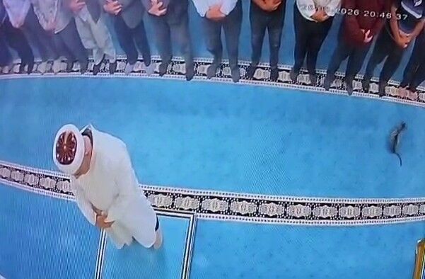 Camide kediyi tekmeleyen şahsa sosyal medyada tepki yağdı